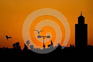 Maroc Marrakech sunset view with a stork flying