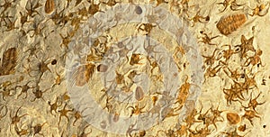 Maroccan marble, known for containing a large number of petrified prehistoric fossil animals and mollusks photo