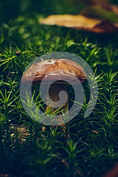 marone mushroom in moss photo