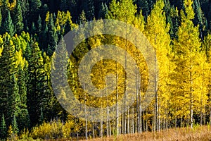 Maroon bells forest - colorado aspen autumn fall colors