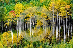 Maroon bells forest - colorado aspen autumn fall colors