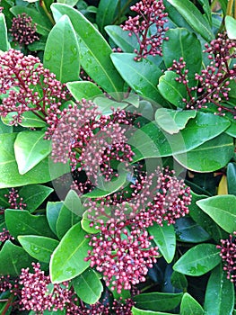 Maroon berries of a Skimmia Japonica Rubella bush