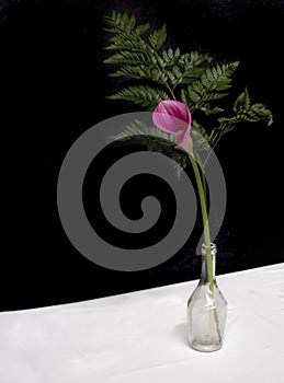 A maroon calla lily with a fern leaf inside a glass bottle, on a white table with a black background