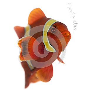 Maroon clownfish, Premnas biaculeatus photo