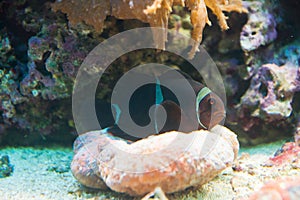 Maroon Clownfish - Premnas biaculeatus photo
