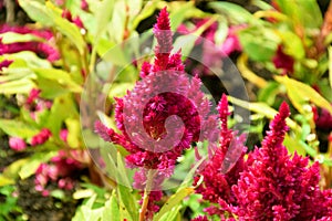 The maroon colored celosia plant grows thickly in a garden photo