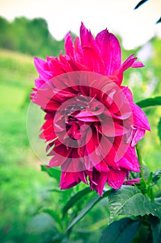 Maroon Dahlia closeup fromm summer garden