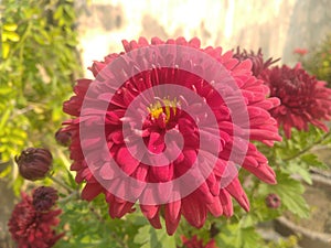 Maroon dahlia flower closeup