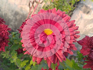 Maroon Dahlia Flower Closeup