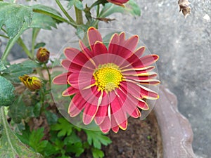 Maroon Dahlia Flower Closeup