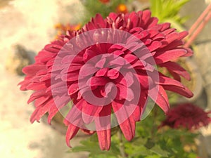 Maroon dahlia flower closeup