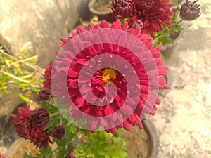 Maroon dahlia flower closeup