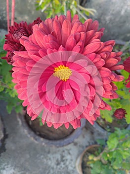 Maroon Dahlia Flower Closeup