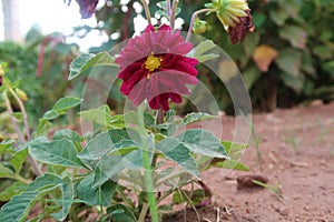 Maroon daira flower in garden
