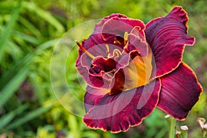 Maroon daylilies flowers or Hemerocallis. Daylilies on green leaves background. Flower beds with flowers in garden.