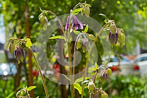 Maroon flower Aquilegia atrata with few buds and velvety stem  on background of blurred green foliage of trees and cars