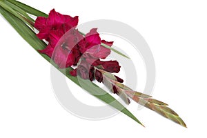 Maroon flower gladiolus isolated