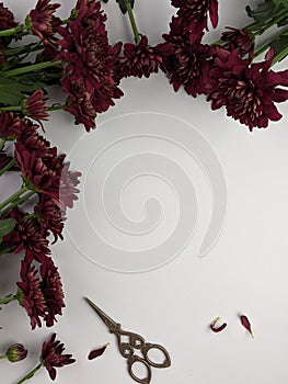 maroon fresh flowers framing on the white background