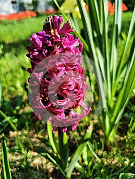 Maroon hyacinth on a flower bed in the park on Elagin Island in St.Petersburg