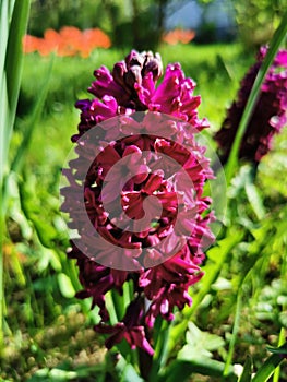 Maroon hyacinth on a flower bed in the park on Elagin Island in St. Petersburg