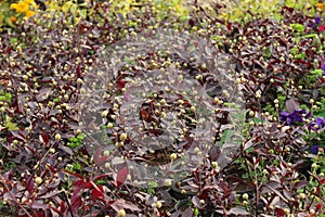 Maroon leaves of a southern plant.