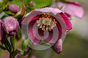 Maroon Lenten Rose