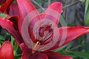 Maroon Lily Glow in the Sunlight