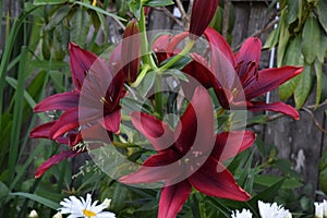 Maroon Lily Flower Trio Family