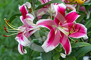 Maroon lily in the flowerbed