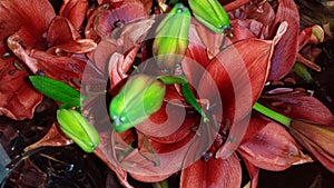 Maroon lily flowers