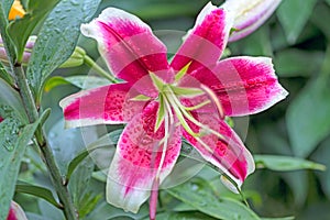 Maroon lily after the rain