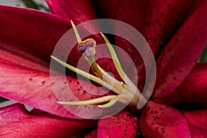 Maroon Lily Stamen and Anthers