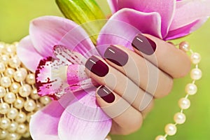 Maroon manicure. photo