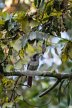 Maroon oriole or oriolus traillii bird closeup perched in winter season natural green at dhikala zone of jim corbett national park