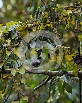 maroon oriole or oriolus traillii bird closeup perched in winter season natural green at dhikala zone jim corbett national park