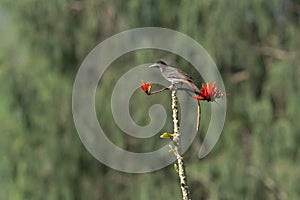 Maroon Oriole, Oriolus traillii at Mahananda Wildlife Sanctuary