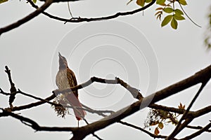 Maroon OrioleOriolus traillii