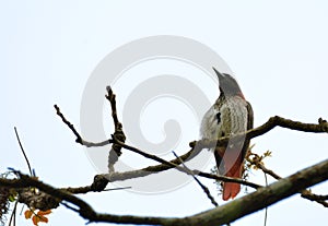 Maroon OrioleOriolus traillii