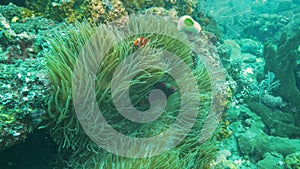 Maroon and percula clownfish share an anemone in tulamben, bali