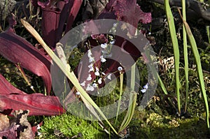 Maroon pitfall pitcher plant with delicate purple flowers of Utricularia bisquamata