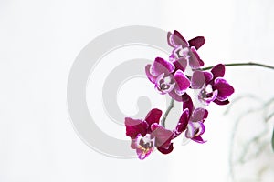 Maroon purple orchid, miniature phalaenopsis flowers on white background