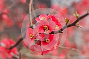 Maroon Red Atsuya Hamada Quince Blossom