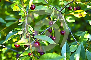 Maroon red cherry berries on branches in the garden