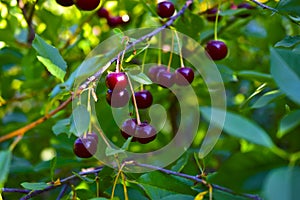 Maroon red cherry berries on branches in the garden