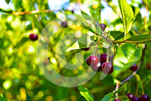 Maroon red cherry berries on branches in the garden