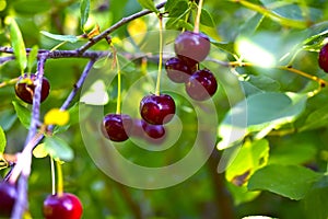 Maroon red cherry berries on branches in the garden