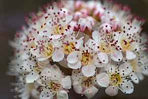 Maroon red leaved and white flowers of Physocarpus opulifolius. Background with flowers on a spring day.