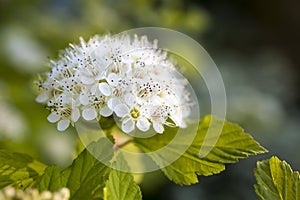 Maroon red leaved and white flowers of Physocarpus opulifolius in the garden