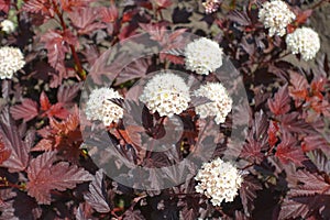 Maroon red-leaved and white flowers of Physocarpus opulifolius in May photo