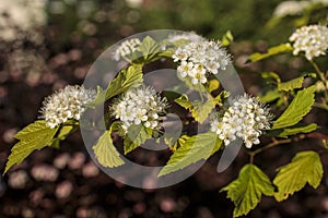 Maroon red leaved and white flowers of Physocarpus opulifolius in May